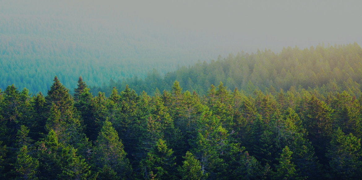 Pine-Forest-1920-x-955.jpg