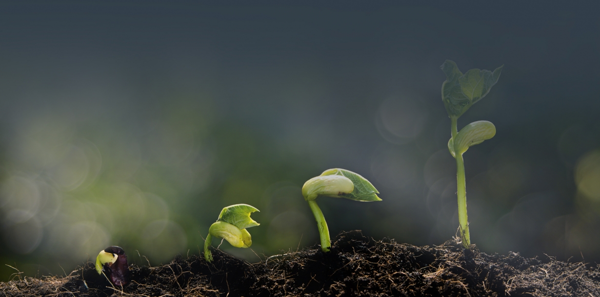 img_Growing-Seed_1920-x-955.jpg